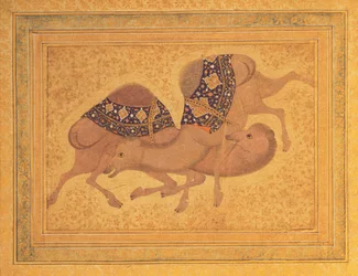 Two Camels Fighting